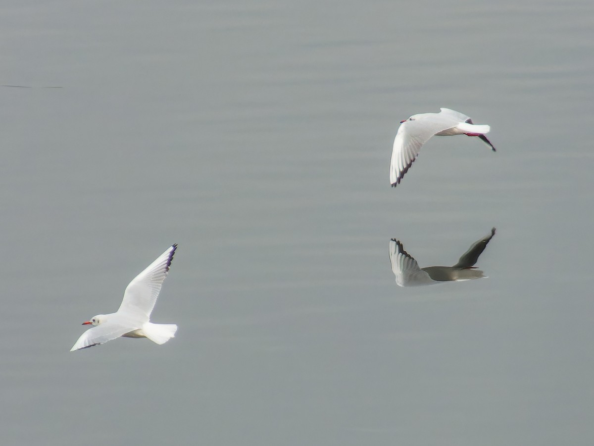 racek chechtavý - ML646386303