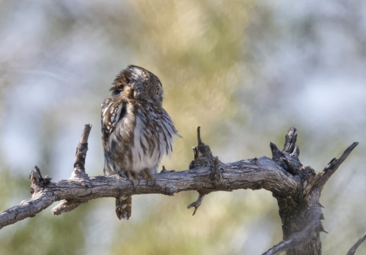 Pearl-spotted Owlet - ML646386304