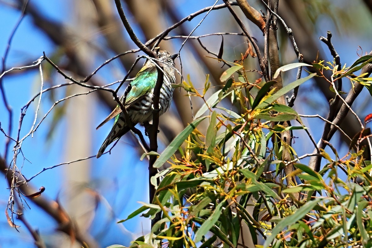 Shining Bronze-Cuckoo - ML646386305