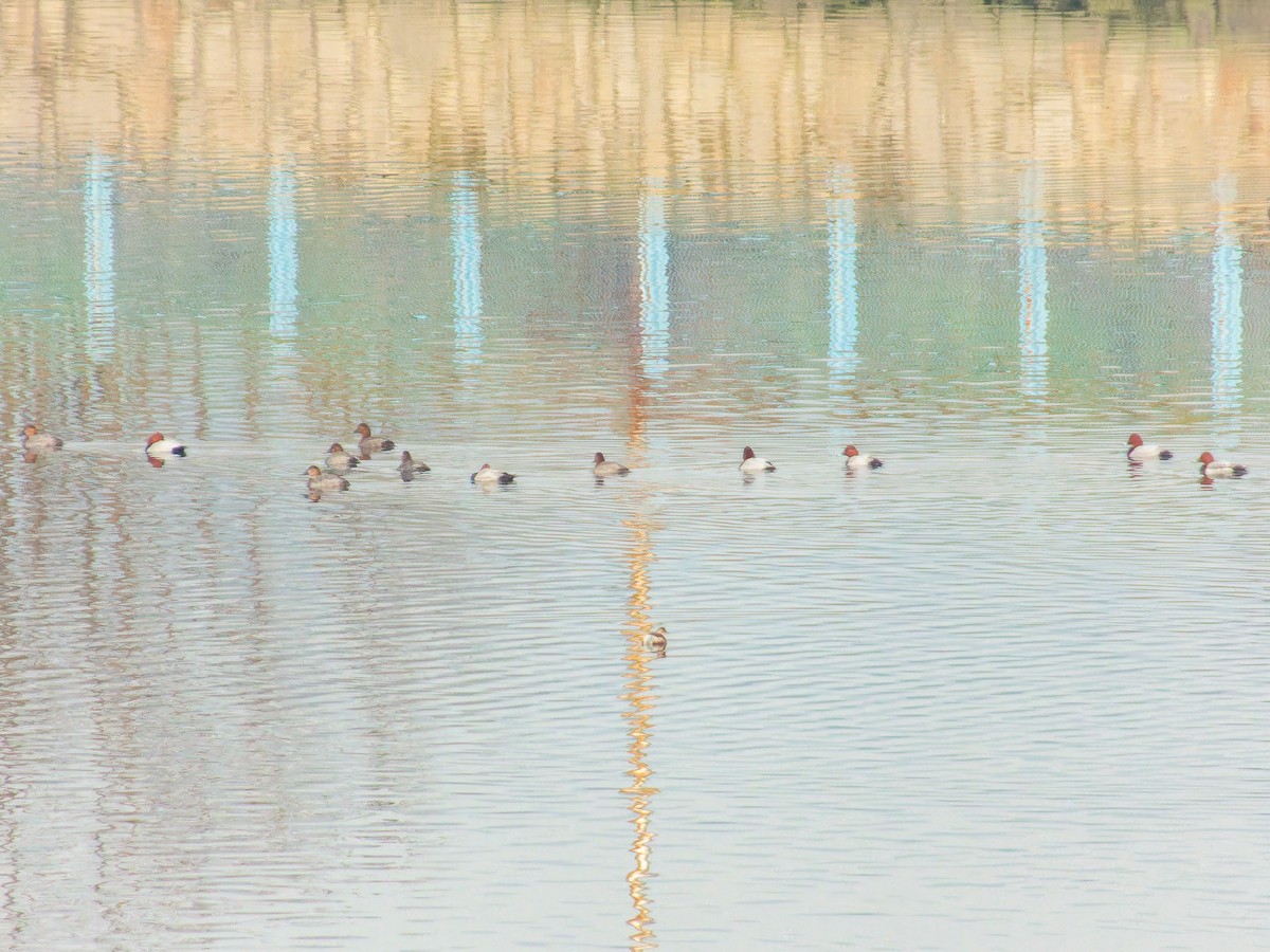 Common Pochard - ML646386306