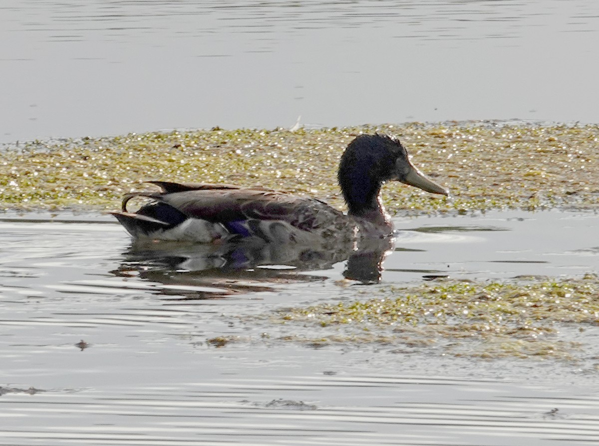 ברכיה - ML646386313