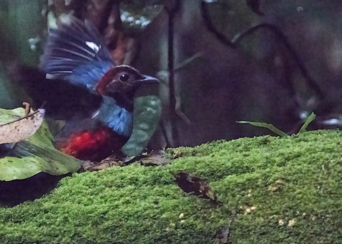 Papuan Pitta - ML646386317