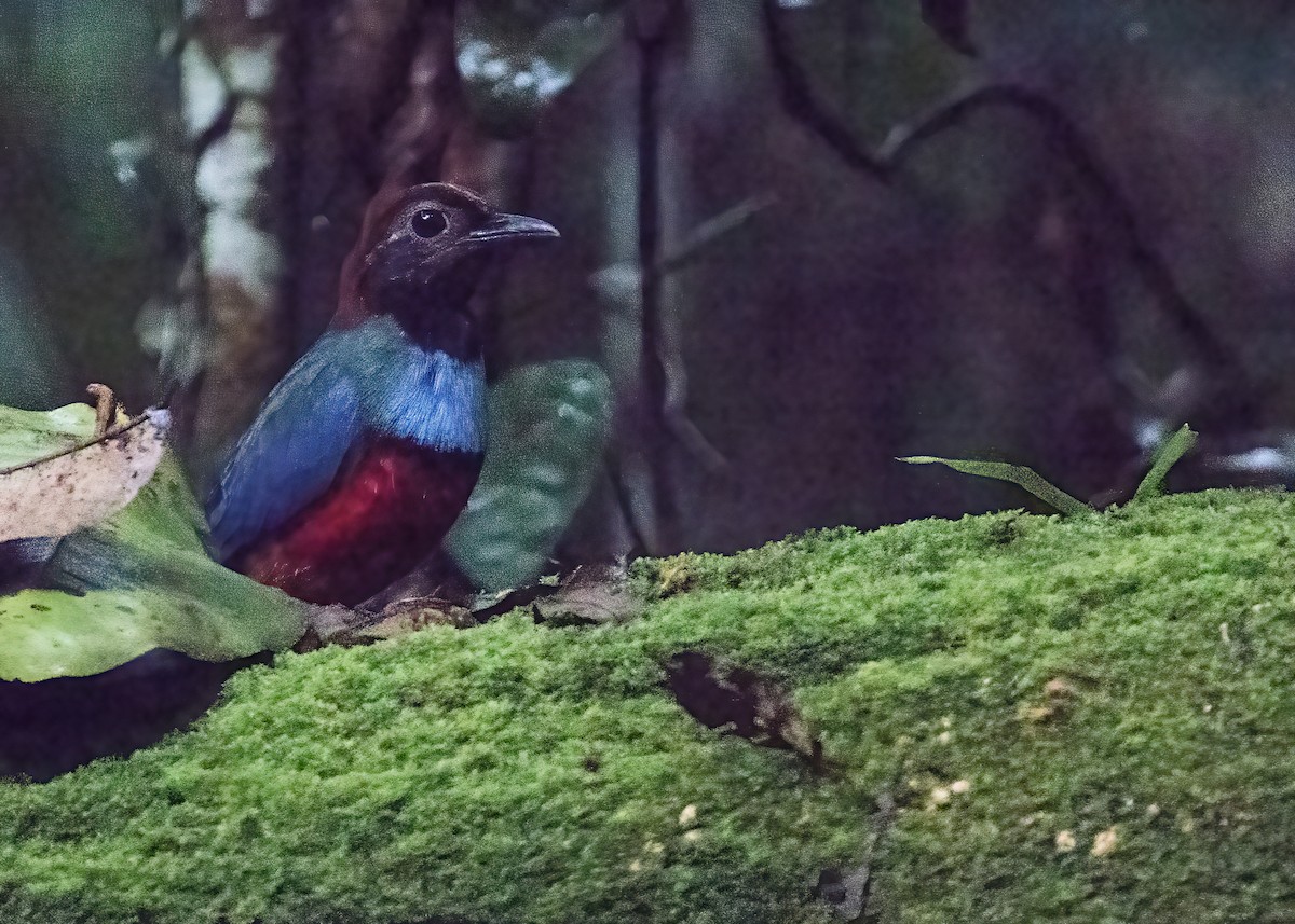 Papuan Pitta - ML646386318