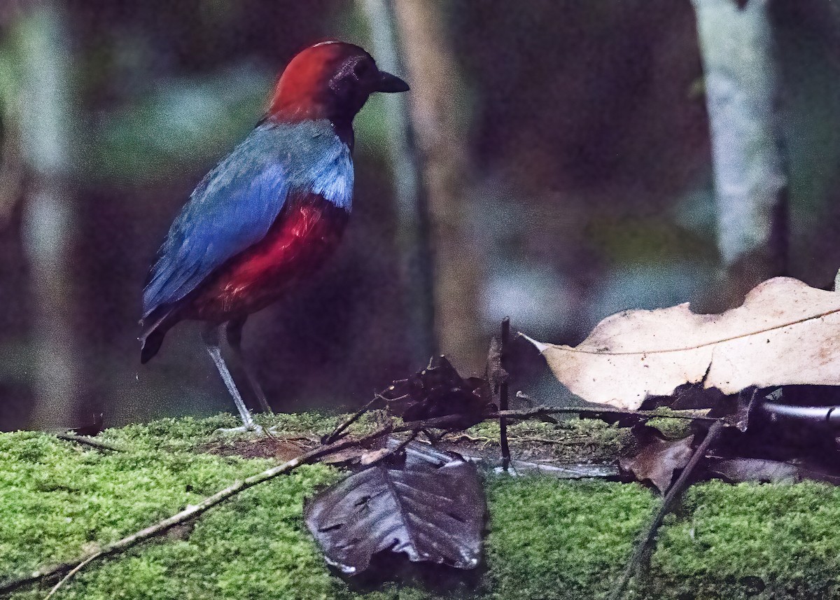 Papuan Pitta - ML646386319