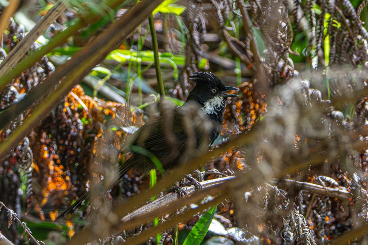 kosovec zvučnohlasý - ML646386320