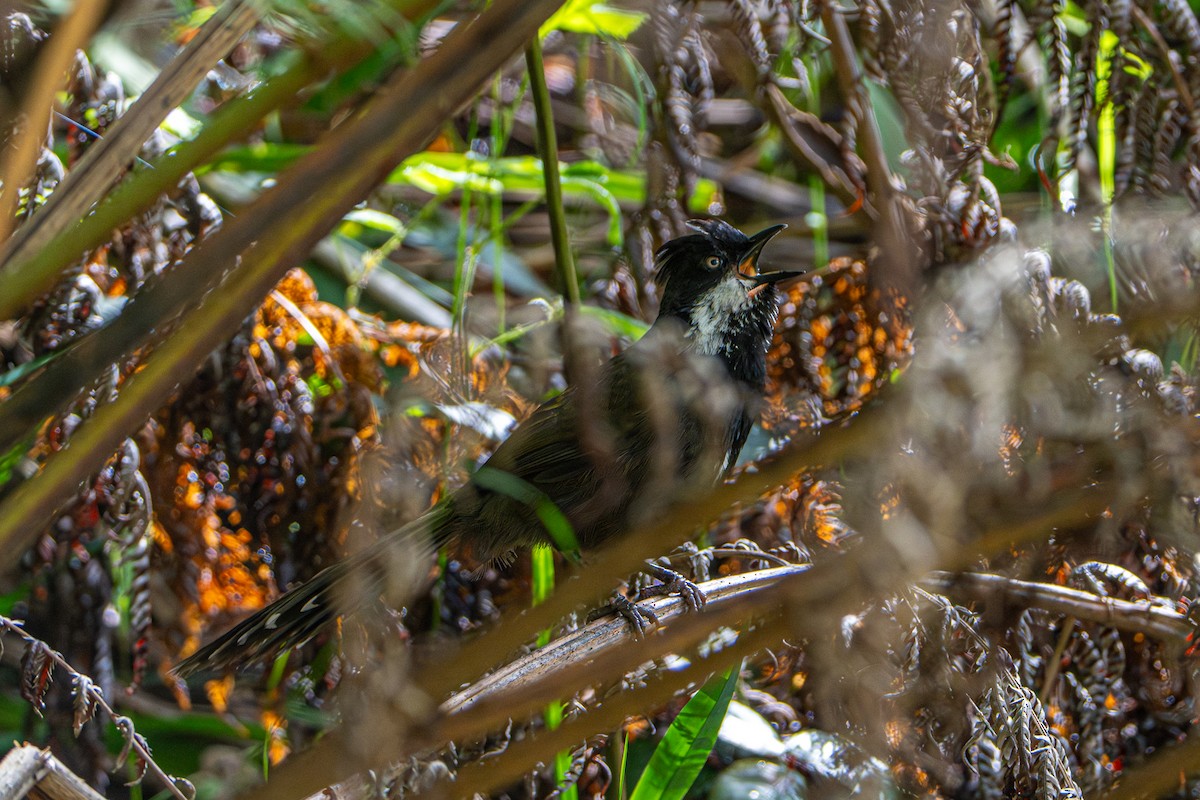 kosovec zvučnohlasý - ML646386321