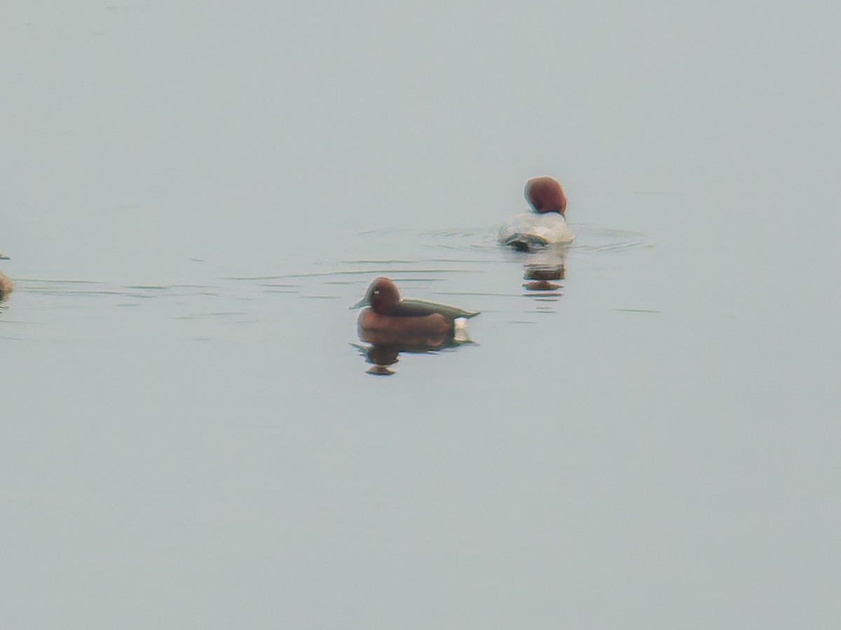 polák malý - ML646386322