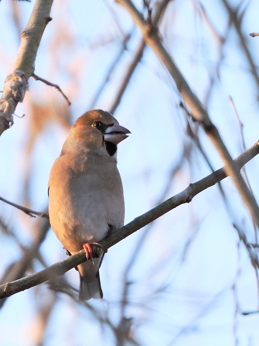 kjernebiter - ML646386323