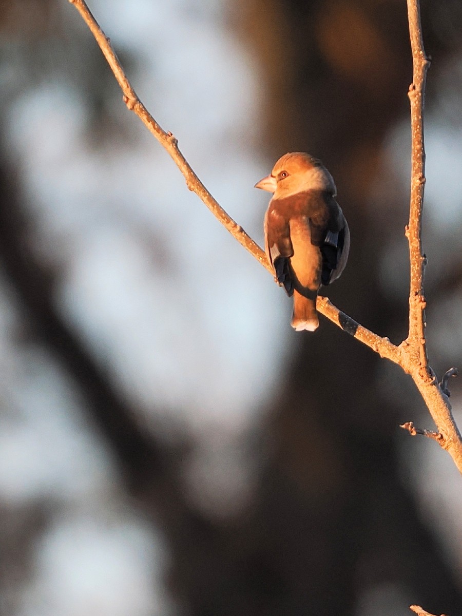 kjernebiter - ML646386324