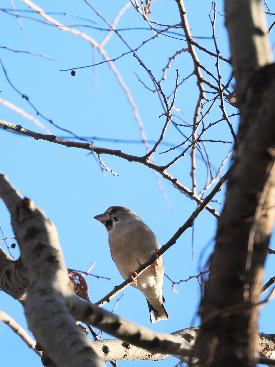 kjernebiter - ML646386325