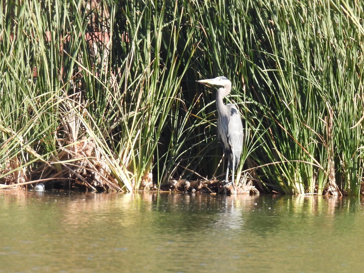 Great Blue Heron - ML646386326