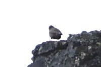 grånakkefjellfink - ML646386327