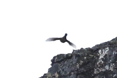 grånakkefjellfink - ML646386328