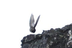 grånakkefjellfink - ML646386331