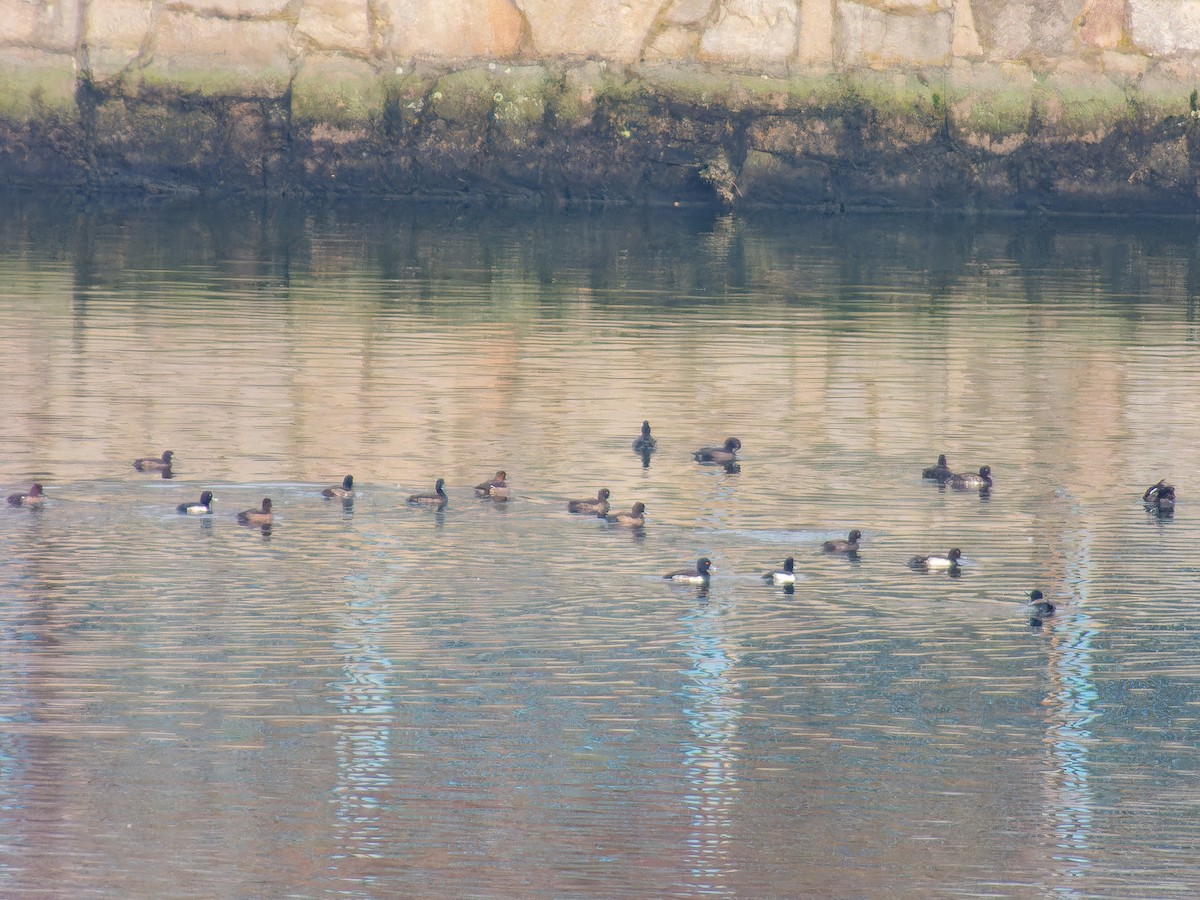 polák chocholačka - ML646386333