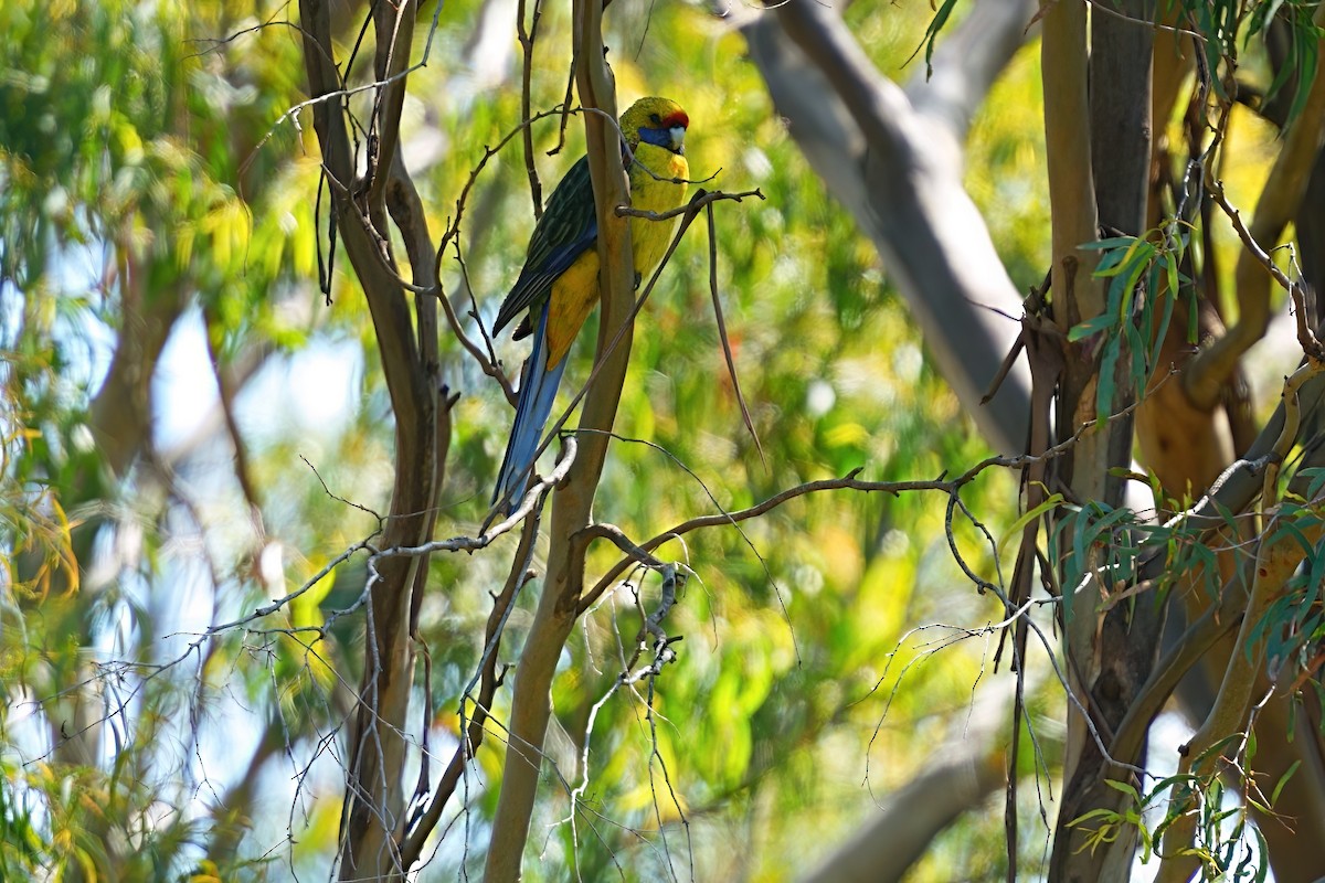 Green Rosella - ML646386337