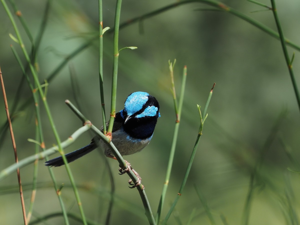 blåalvesmett - ML646386338