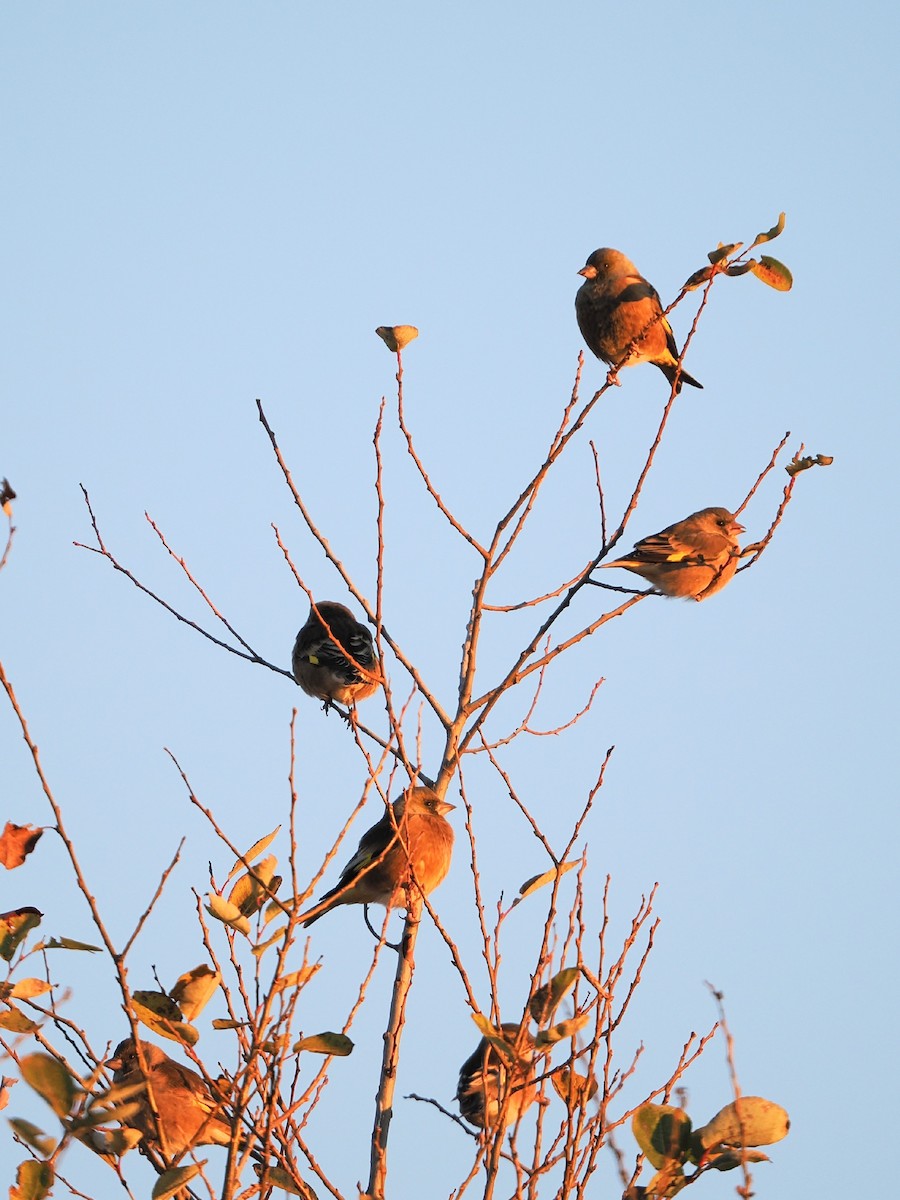 orientfink - ML646386339