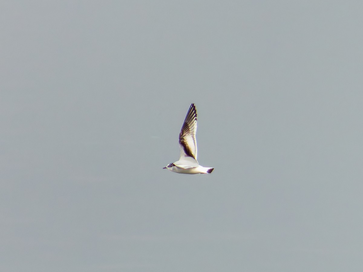 racek malý - ML646386340