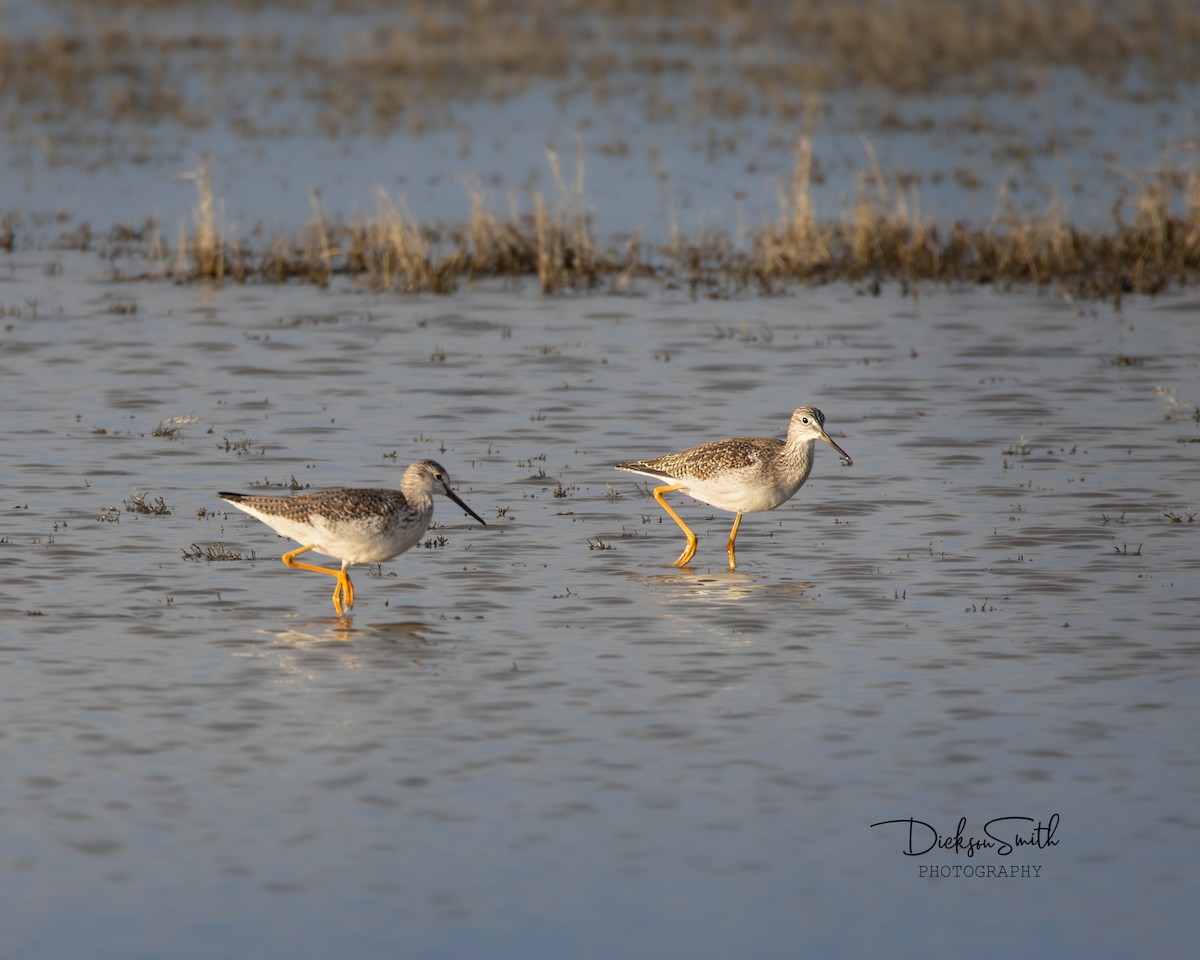 Greater Yellowlegs - ML646386341