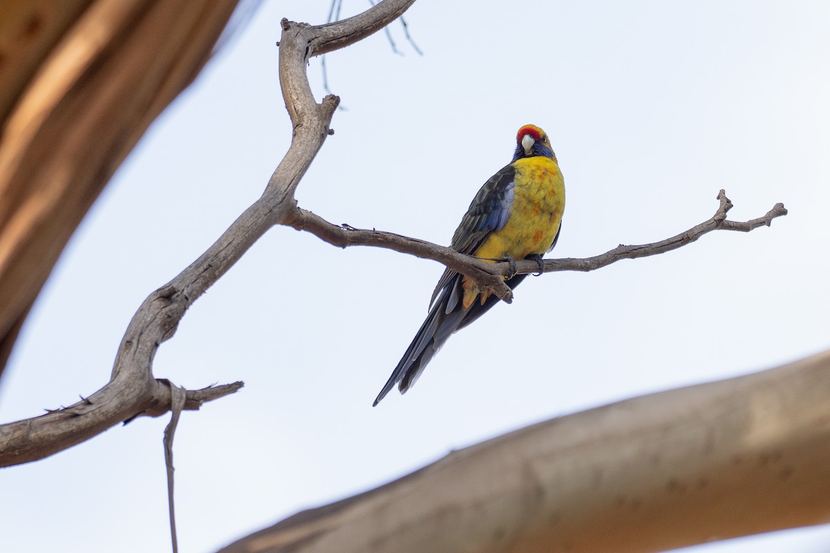 Green Rosella - ML646386343