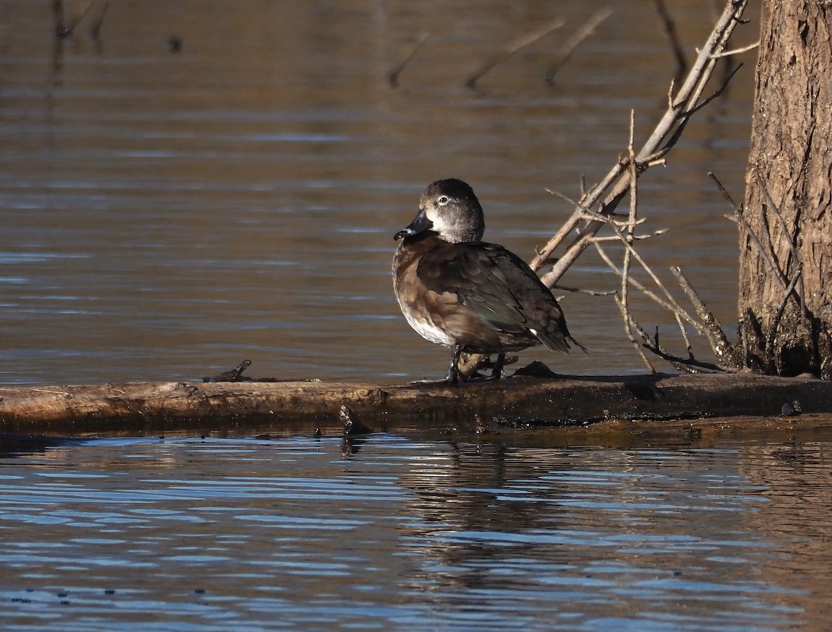 צולל צווארון - ML646386344