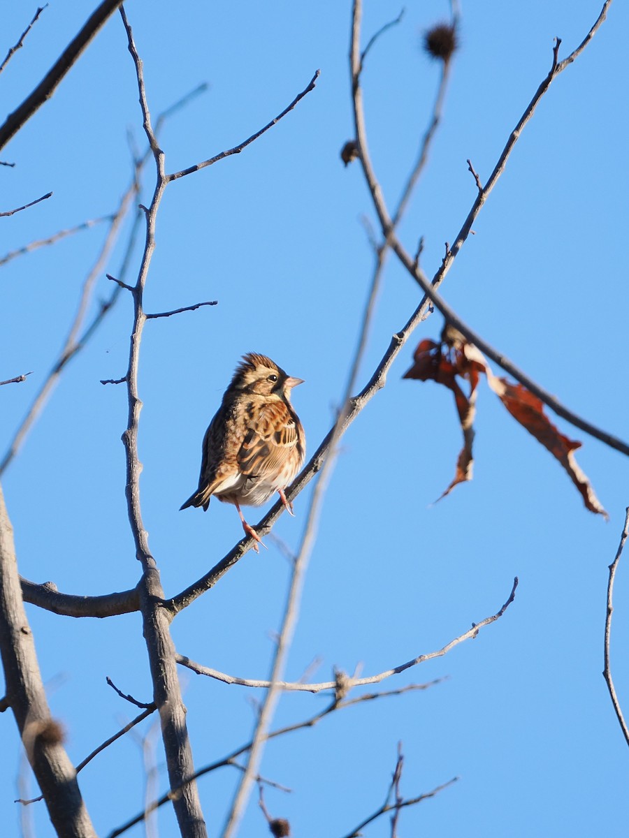 vierspurv - ML646386345