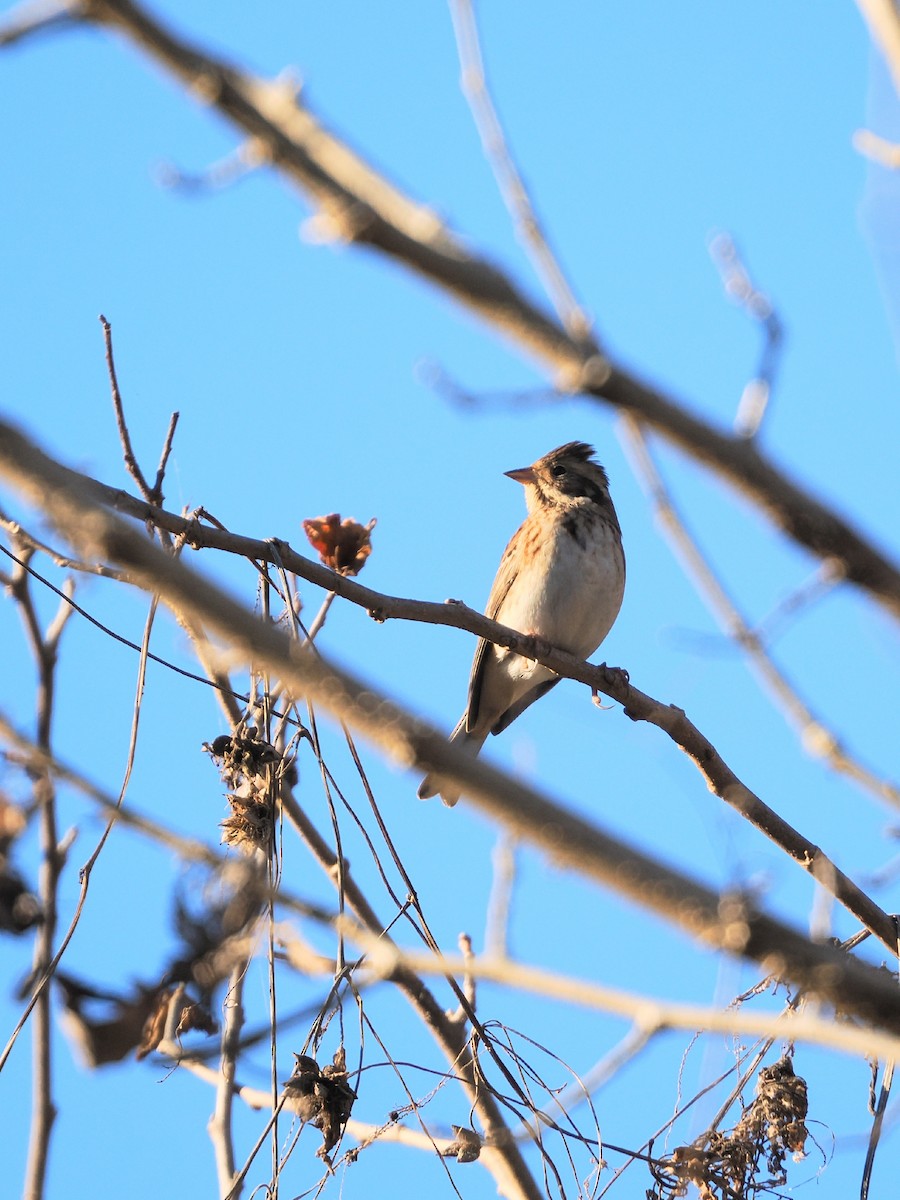 vierspurv - ML646386346