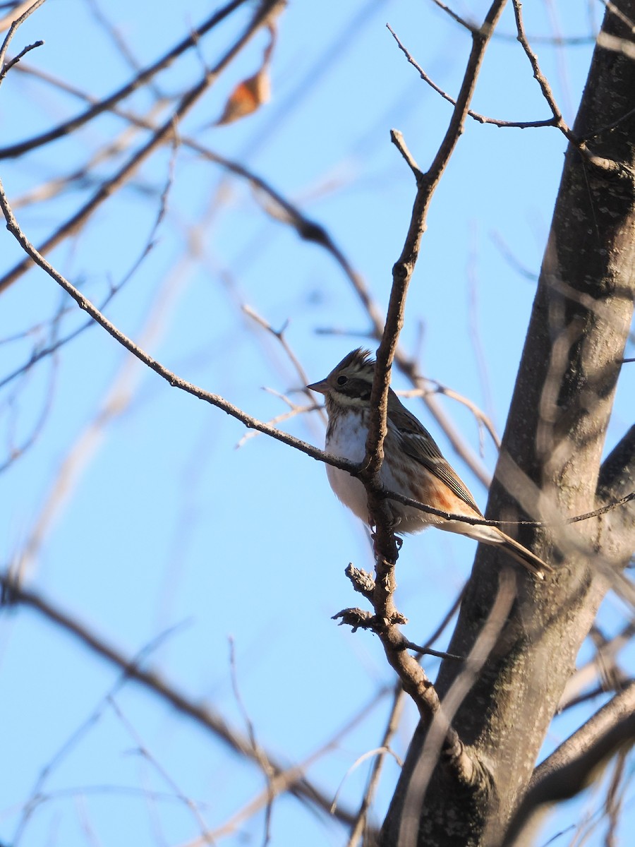 vierspurv - ML646386347