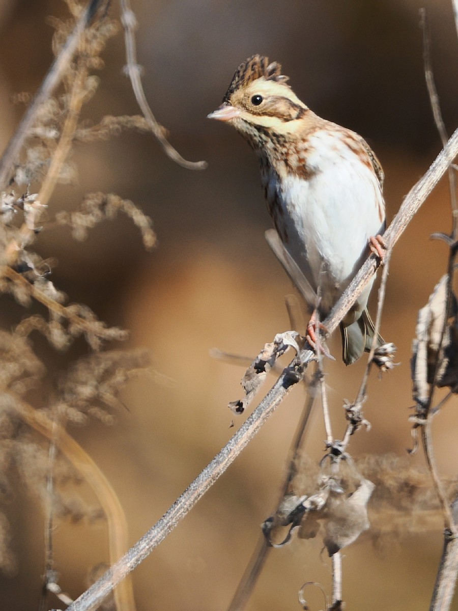 vierspurv - ML646386348