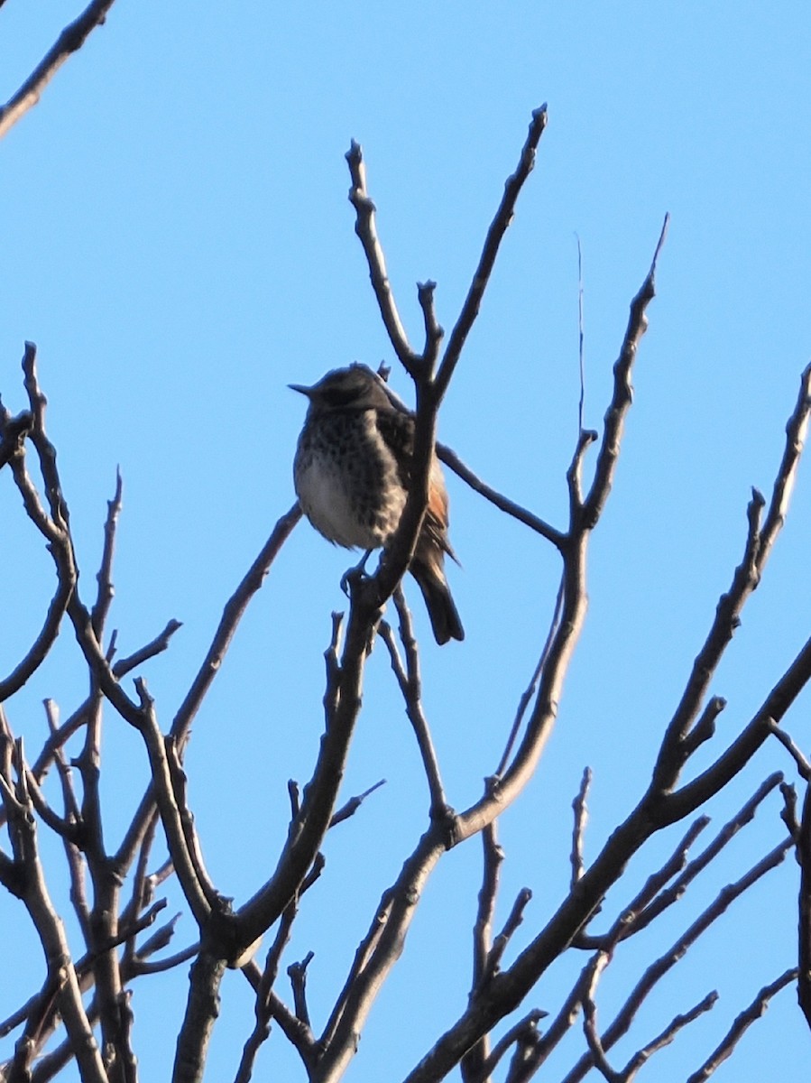 svartflekktrost - ML646386349