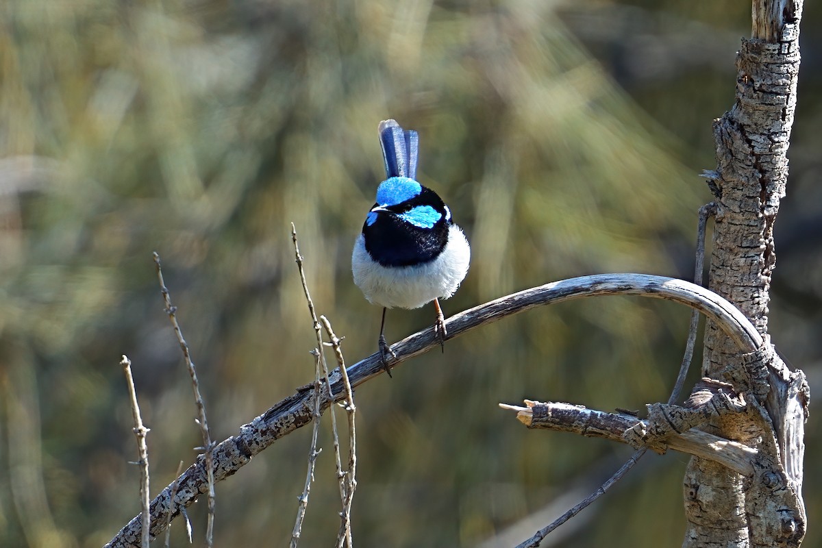 Superb Fairywren - ML646386350