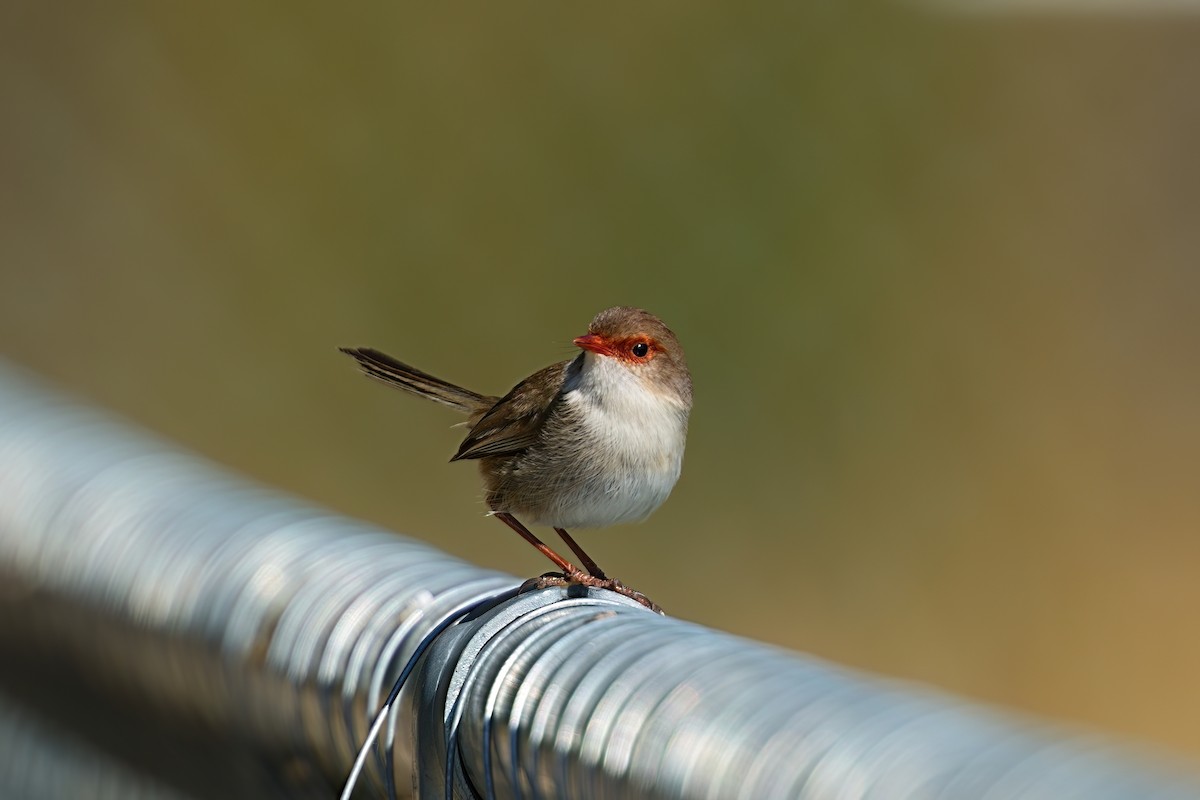 Superb Fairywren - ML646386351