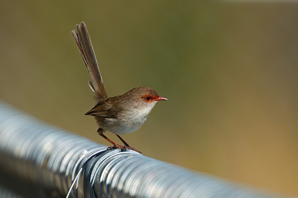 Superb Fairywren - ML646386352