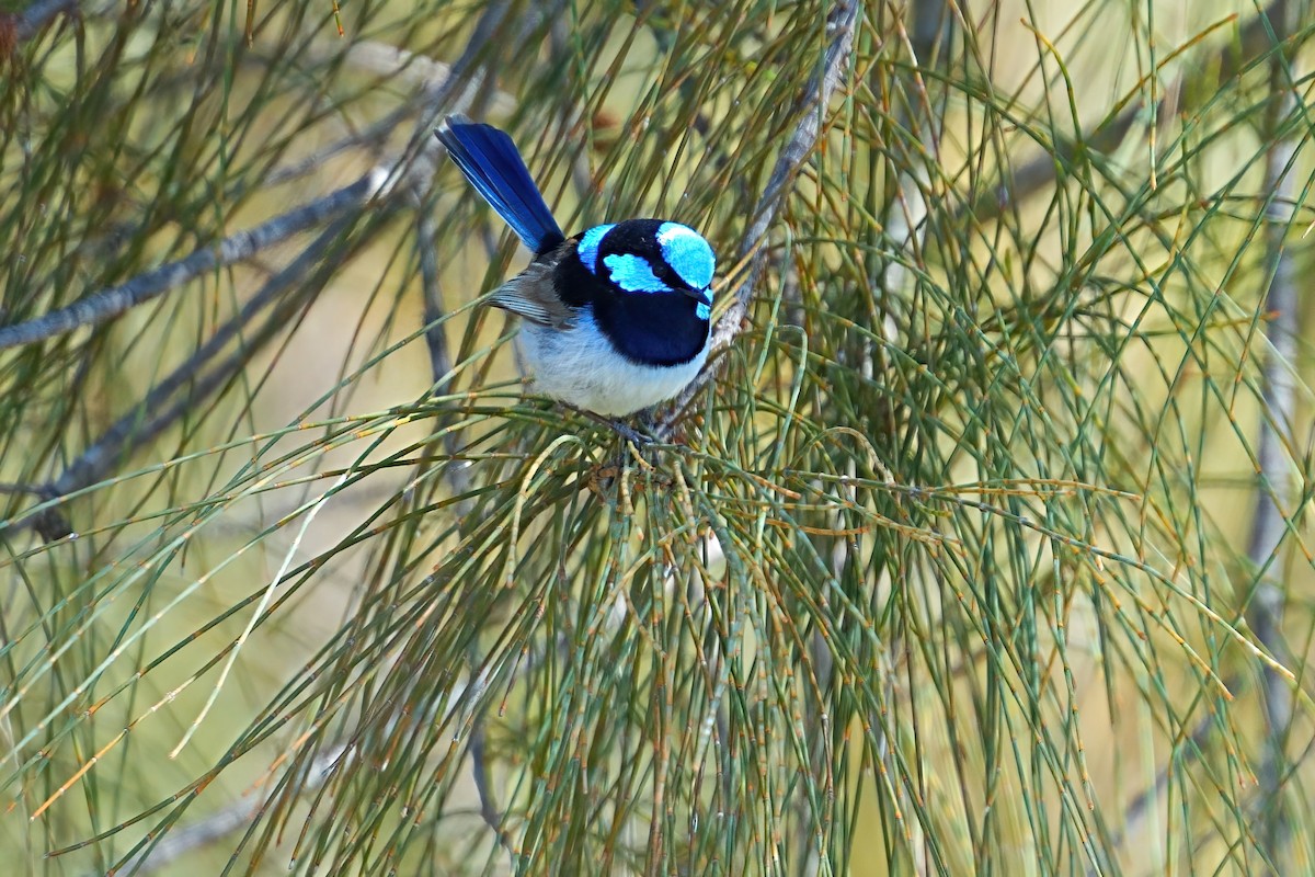 Superb Fairywren - ML646386353