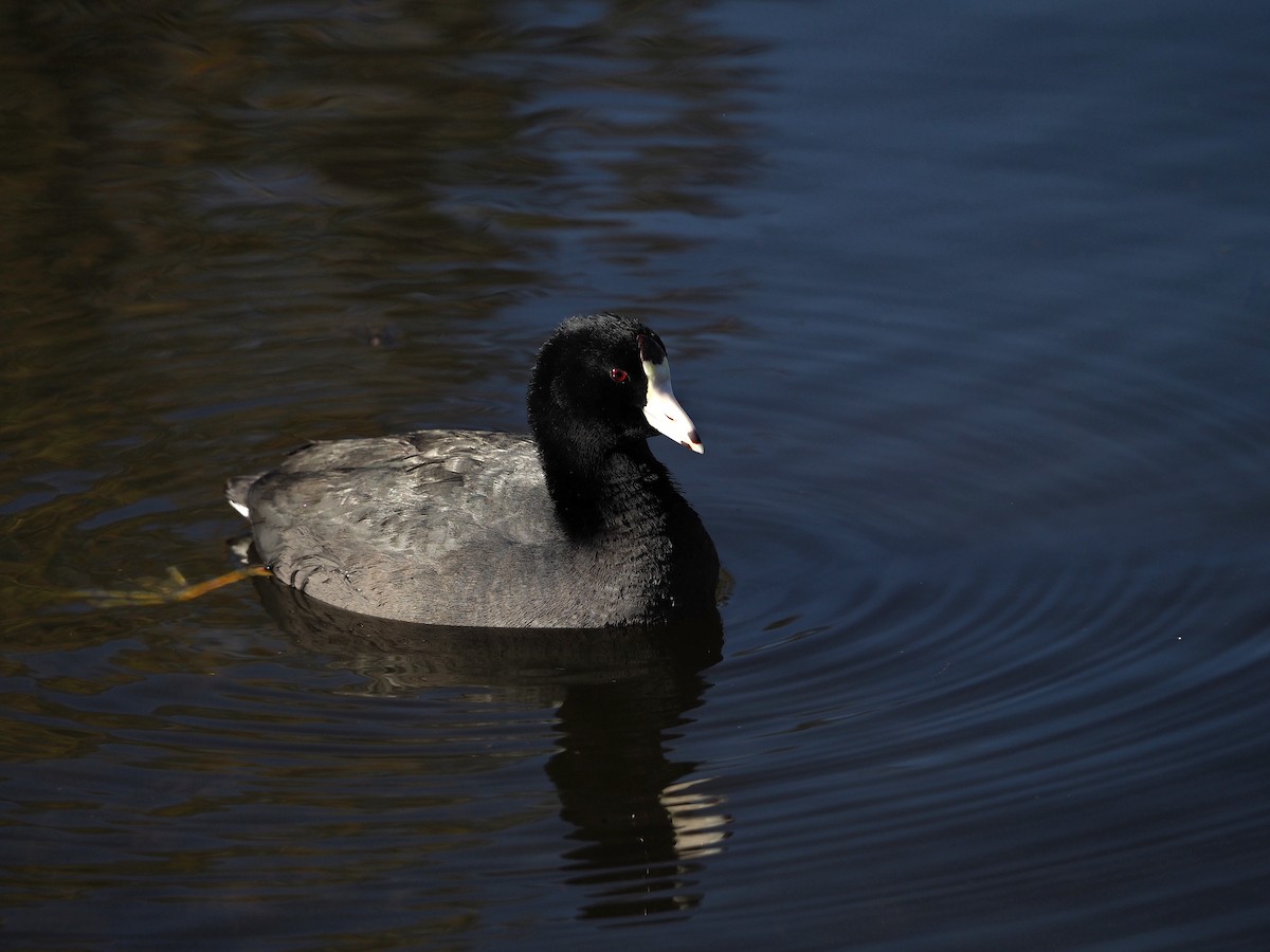 אגמית אמריקנית - ML646386354