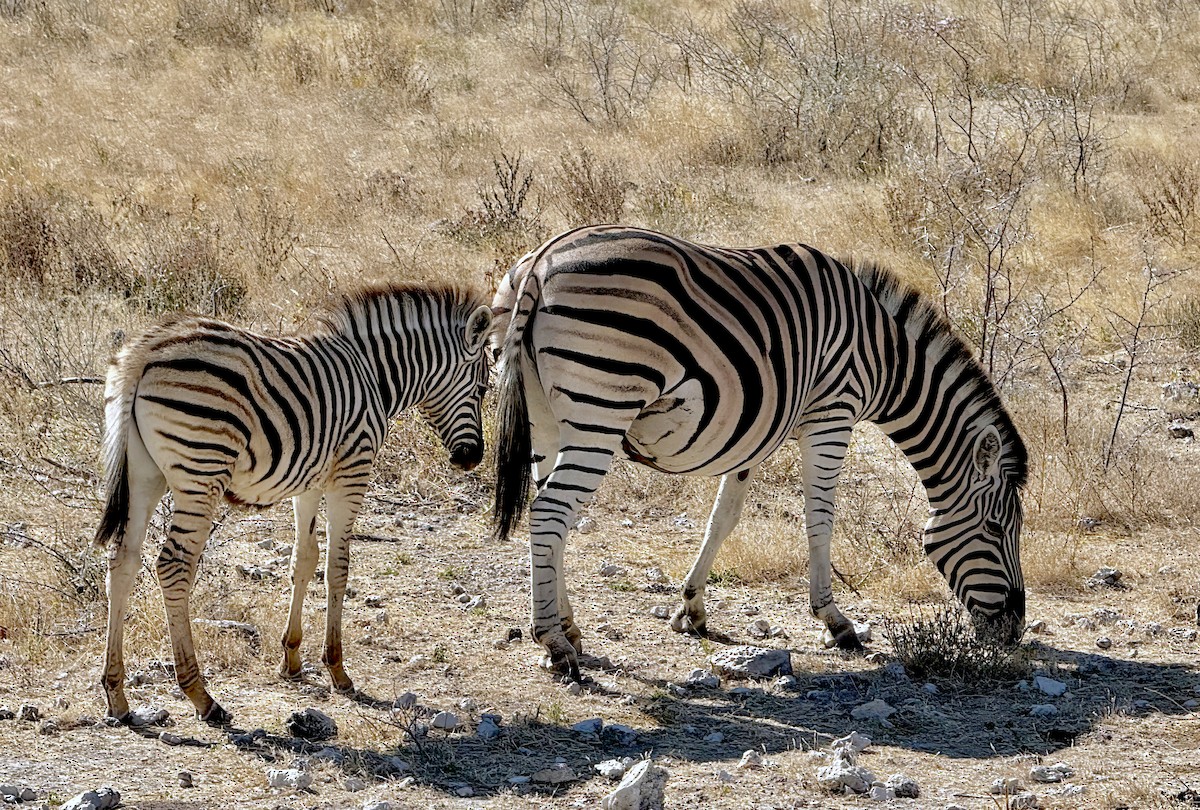 Animals - ML646386357