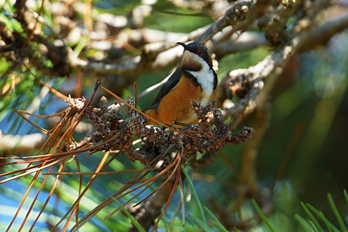 Eastern Spinebill - ML646386360