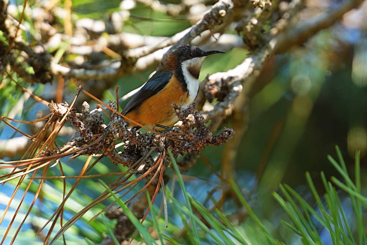 Eastern Spinebill - ML646386361