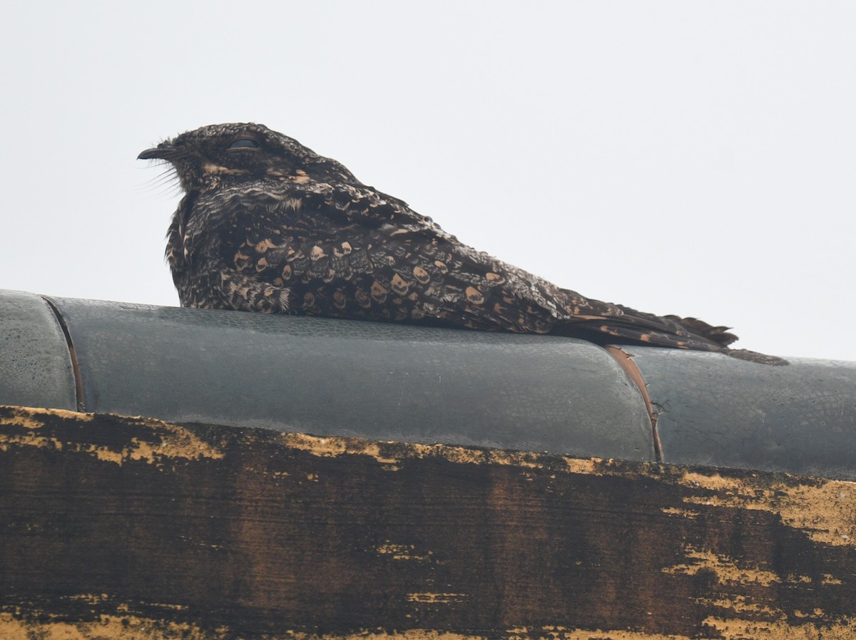 Gray Nightjar - ML646386365