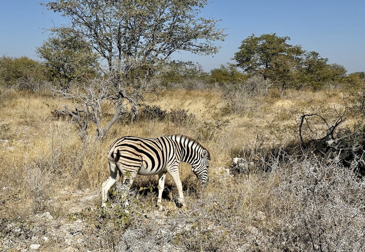 Animals - ML646386373