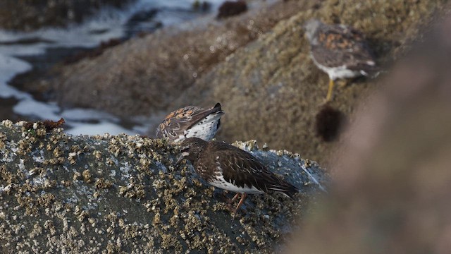 Pasifik Kumkuşu - ML646386377