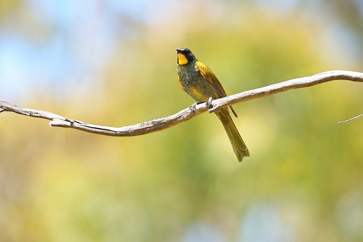 Yellow-throated Honeyeater - ML646386388