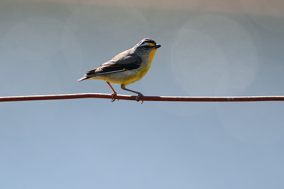 Striated Pardalote - ML646386391