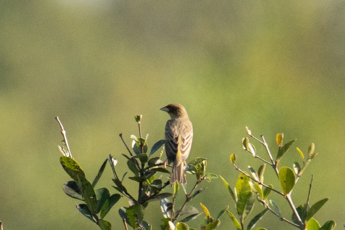 strnad hnědohlavý - ML646386394