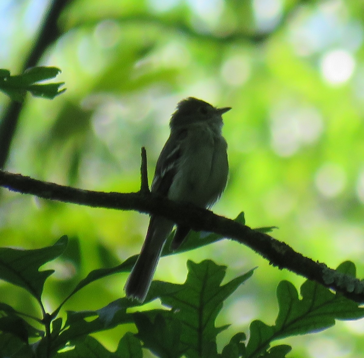 Acadian Flycatcher - ML64638641