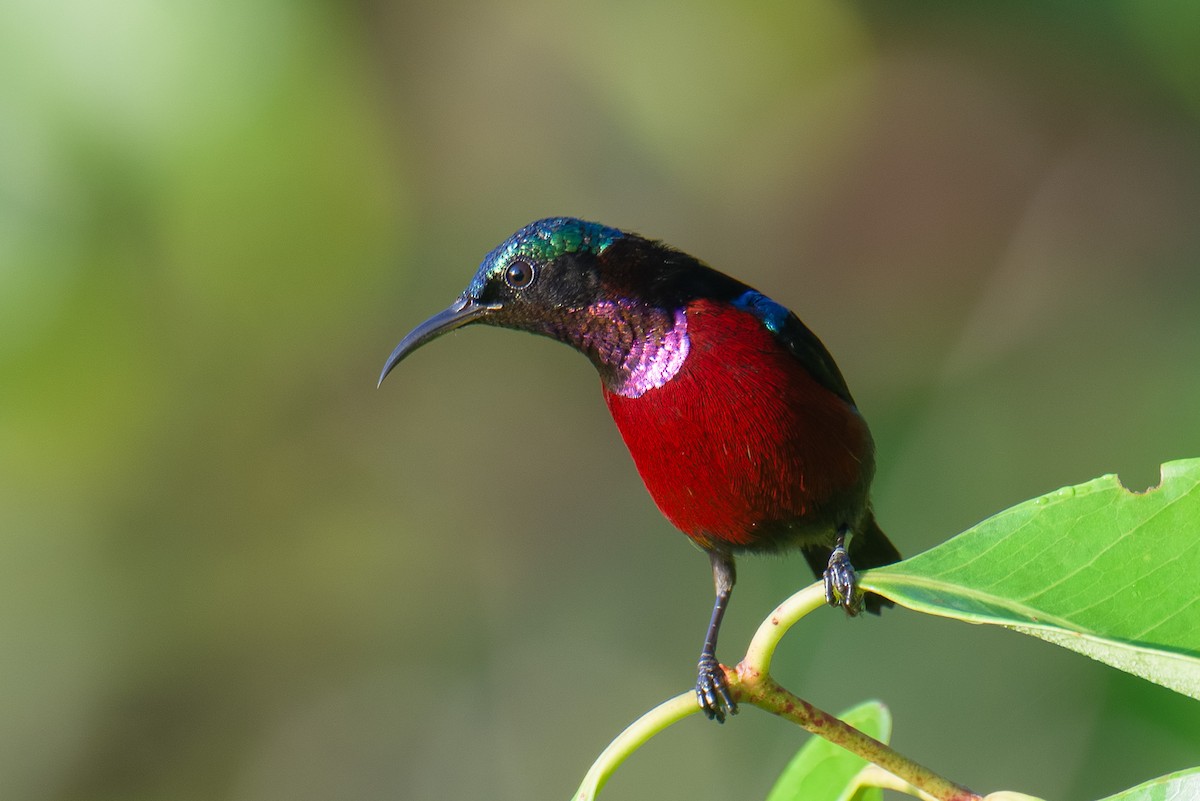 Van Hasselt's Sunbird - ML646386410