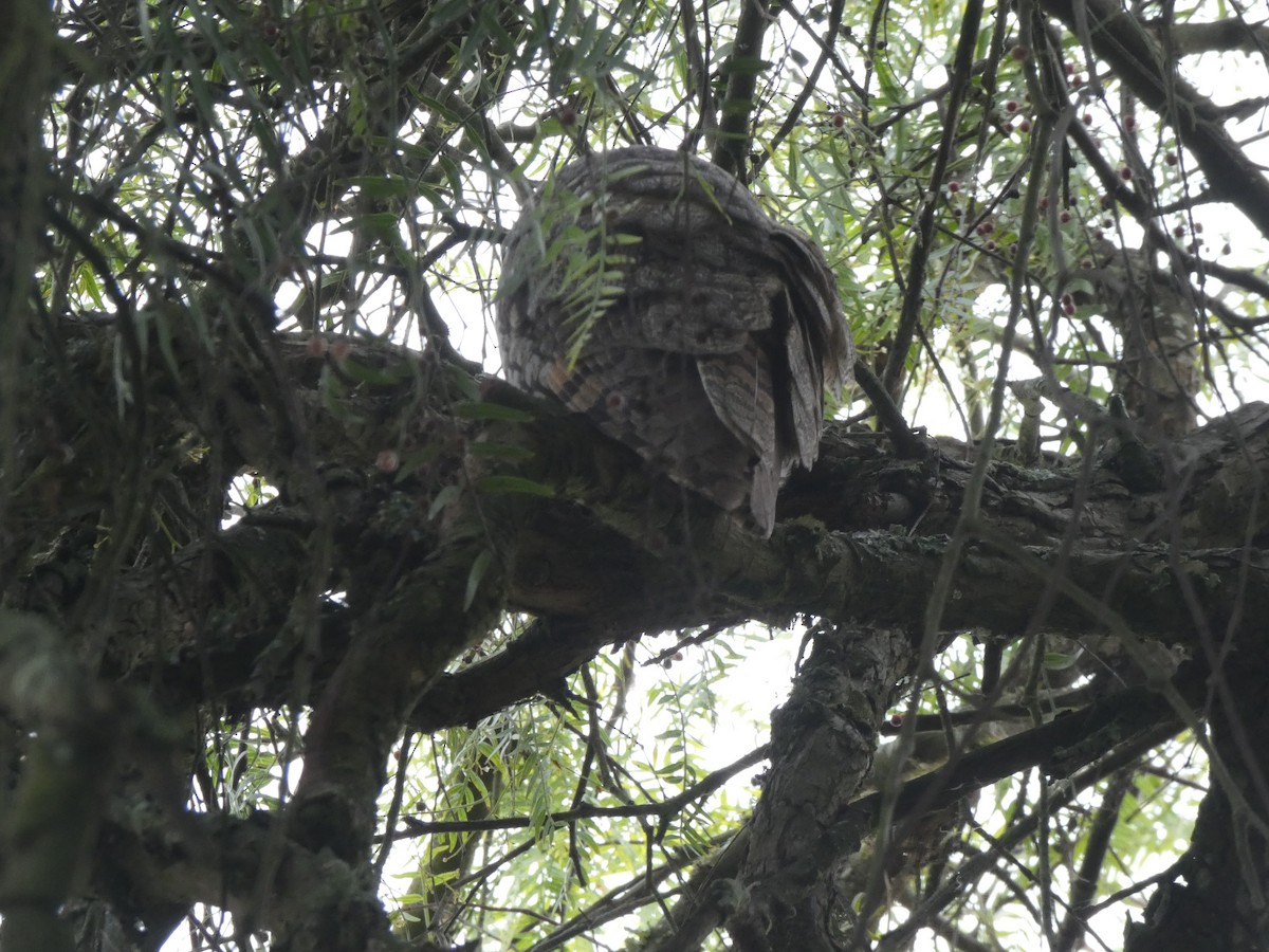 Long-eared Owl - ML646386413