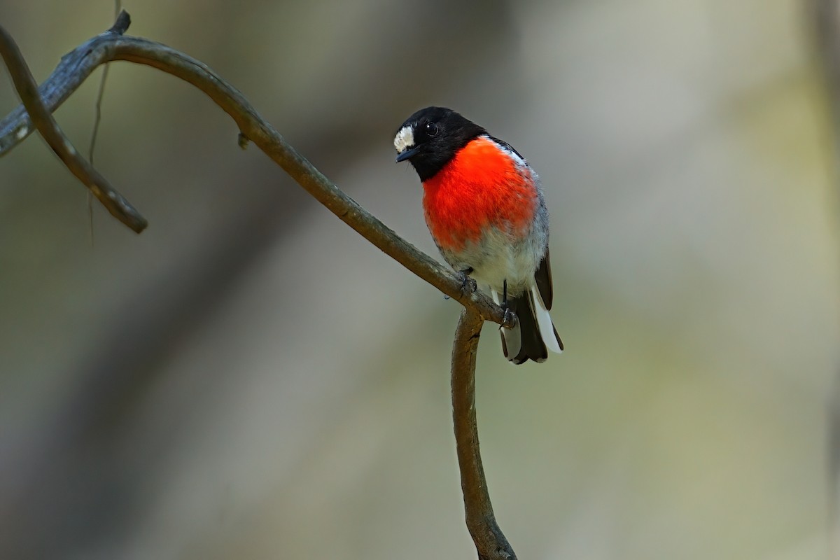 Scarlet Robin - ML646386414