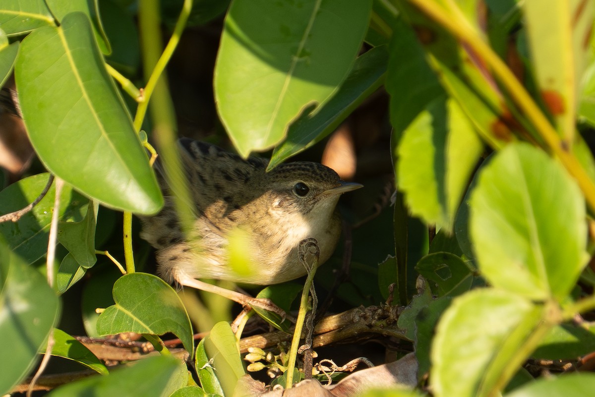 cvrčilka zelená - ML646386416